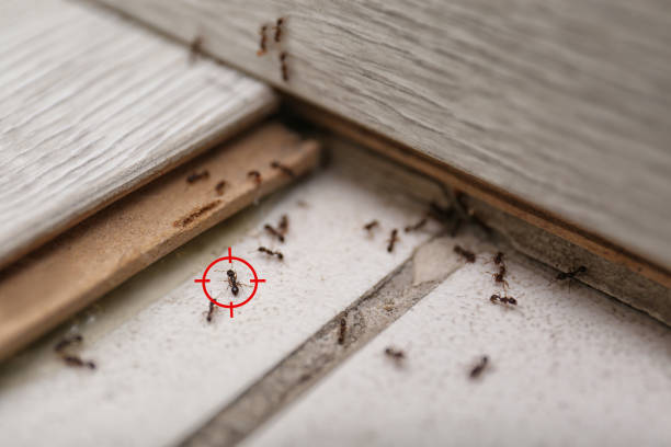 Best Pest Inspection Near Me  in Lynn Haven, FL