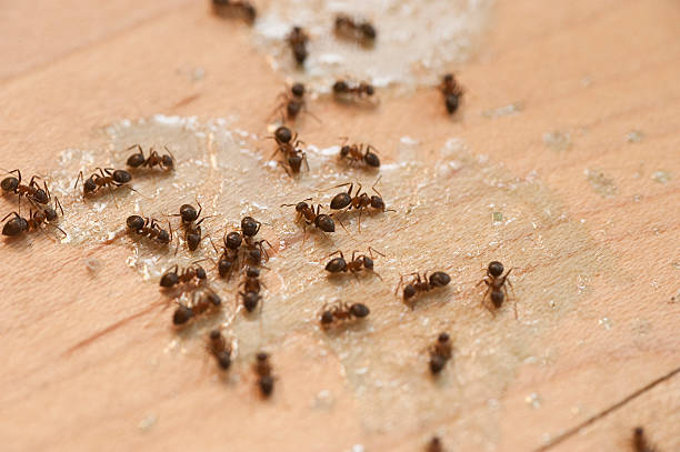 Best Affordable Pest Control Services  in Lynn Haven, FL