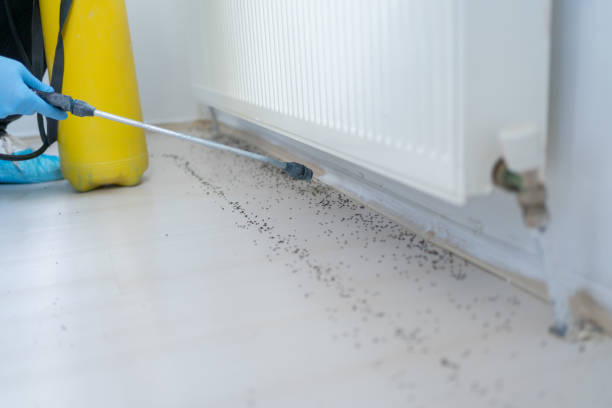 Insect Control in Lynn Haven, FL